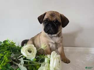 Puggle dogs for sale: Beauty - Ad 2