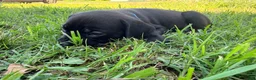 Cane Corso dogs for sale: Rufus AKC blue collar - Ad 8