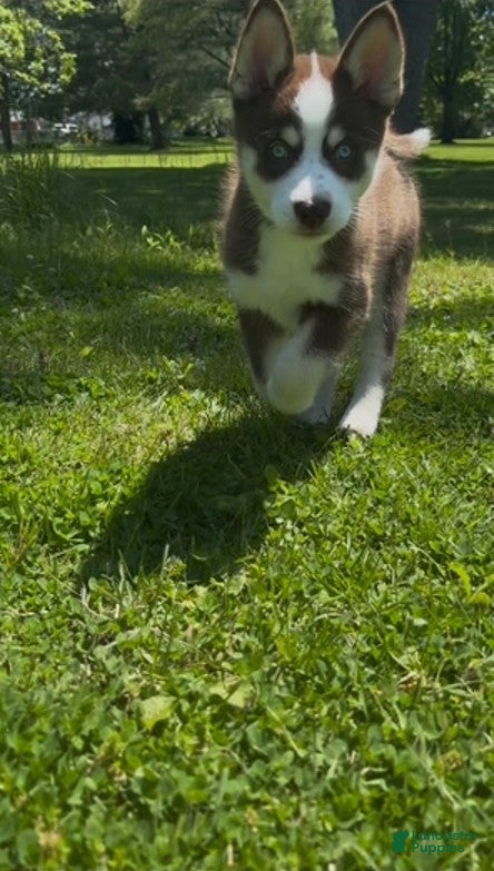 Pomsky dogs Bear - Ad 2