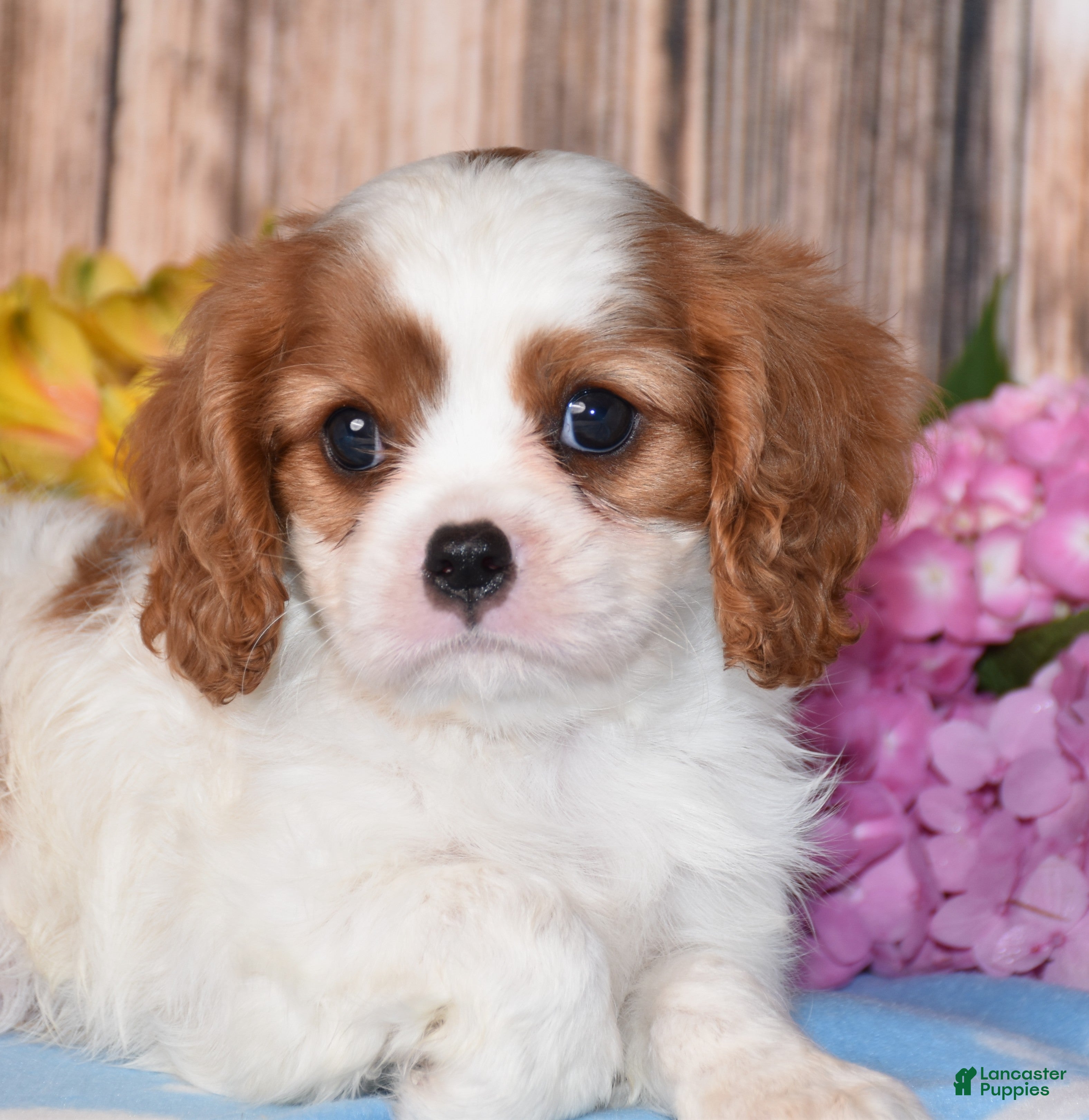 Cavalier King Charles Spaniel dogs Jupiter - Ad 2