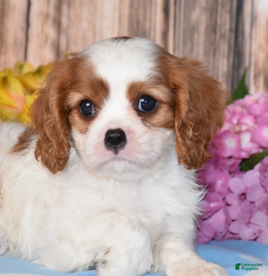 Cavalier King Charles Spaniel dogs for sale: Jupiter - Ad 2