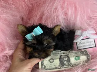 Yorkshire Terrier dogs Yorkshire Terrier Puppy 1 - Ad 15