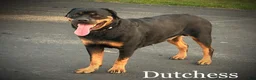 Rottweiler dogs for sale: Tinsel  - Ad 6
