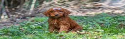 Goldendoodle dogs for sale: Chloe - Ad 4