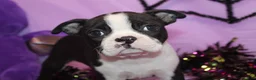 Boston Terrier dogs for sale: Zellah Our Curious Little Girl with a Big Personality - Ad 8