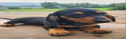 Miniature Dachshund dogs for sale: IGOR - Ad 7