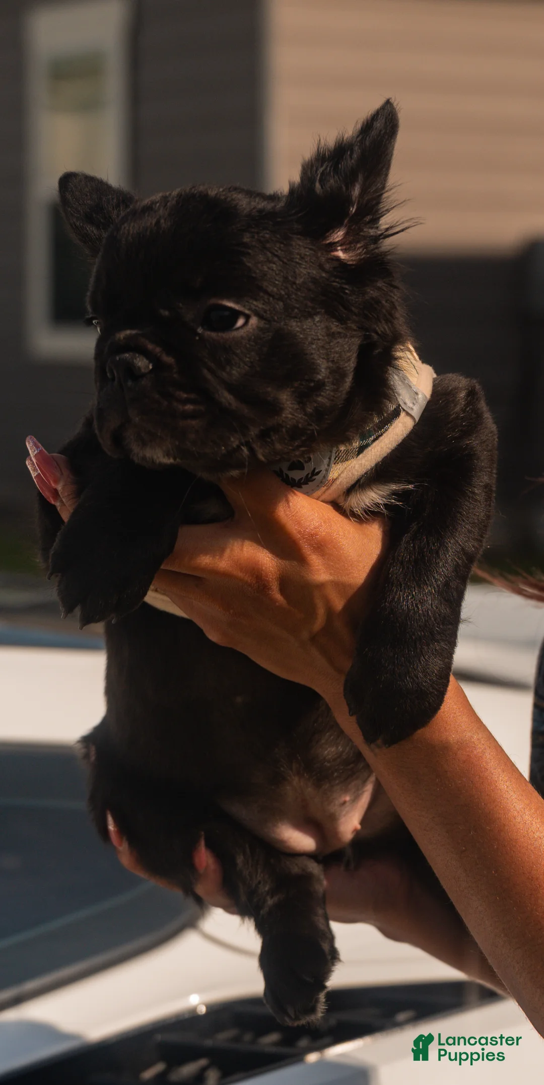 French Bulldog dogs for sale: Harlem - Ad 1