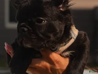 French Bulldog dogs for sale: Harlem - Ad 4