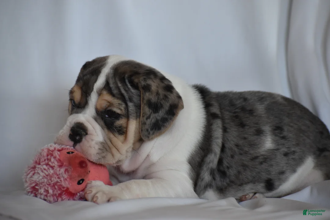 Beabull dogs for sale: Iris - Ad 10