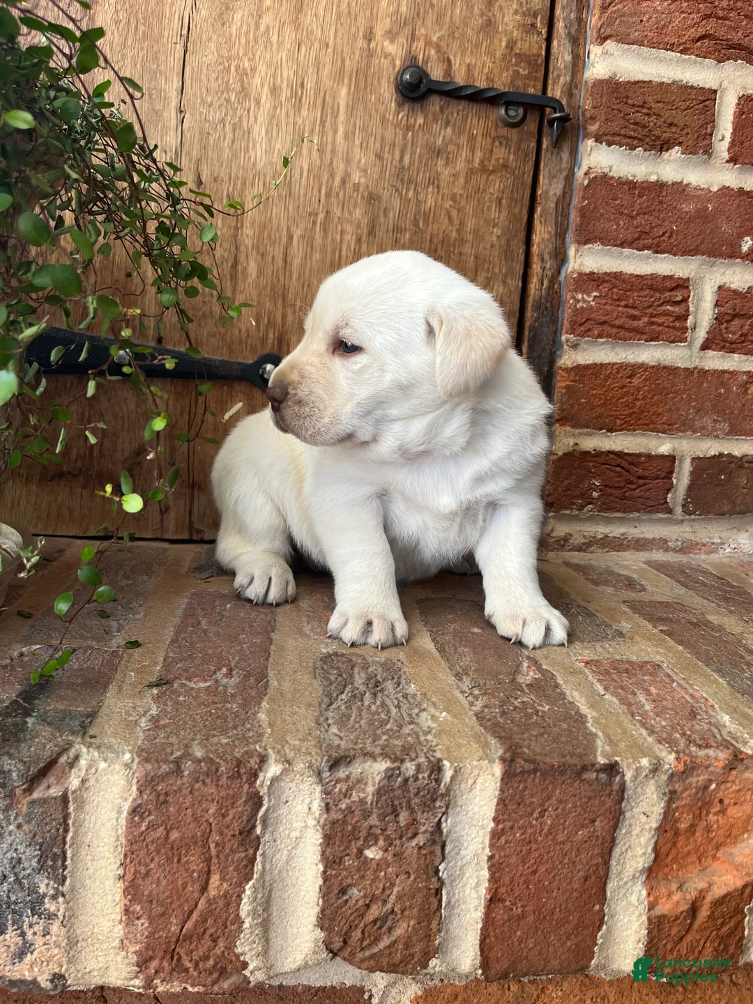 Labrador Retriever dogs for sale: Liberty - Ad 2