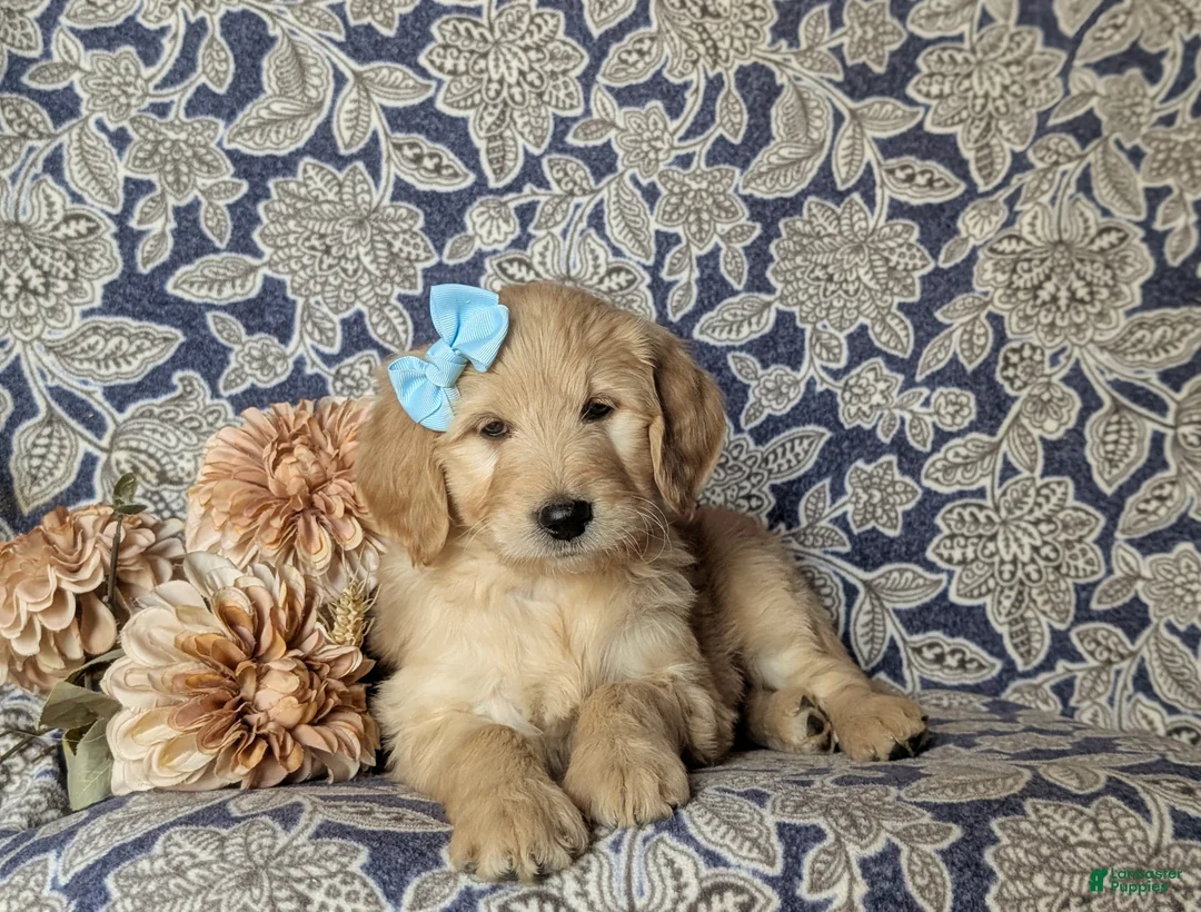 Goldendoodle dogs for sale: Falon Standard size Hypoallergenic - Ad 5