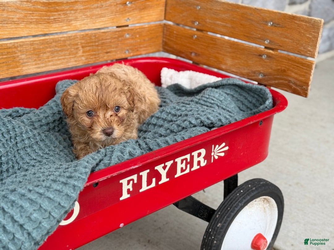 Cavapoo dogs for sale: Ace - Ad 5