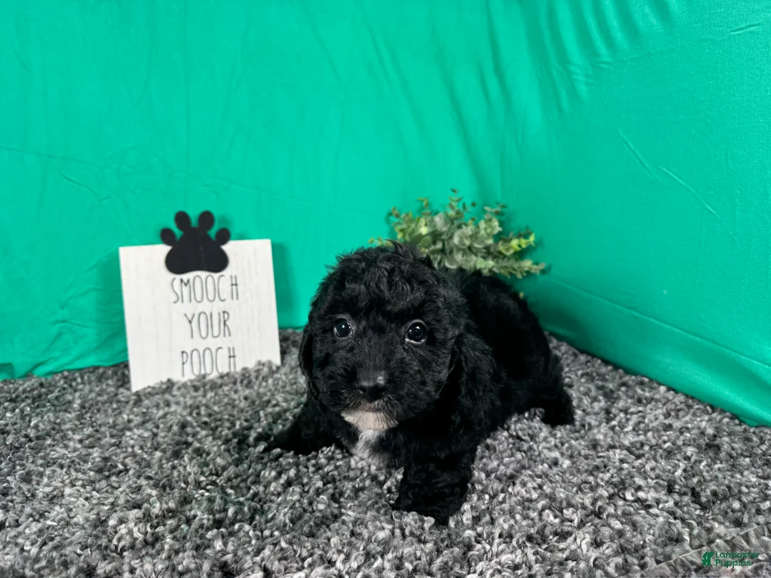 Miniature Poodle dogs for sale: Miniature Poodle 1 - Ad 2