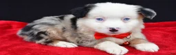 Miniature Australian Shepherd dogs for sale: Chopper - Ad 9