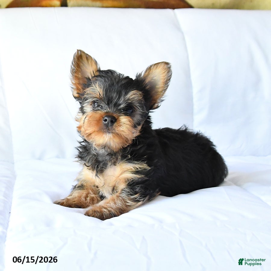 Yorkshire Terrier dogs Ace - Ad 2