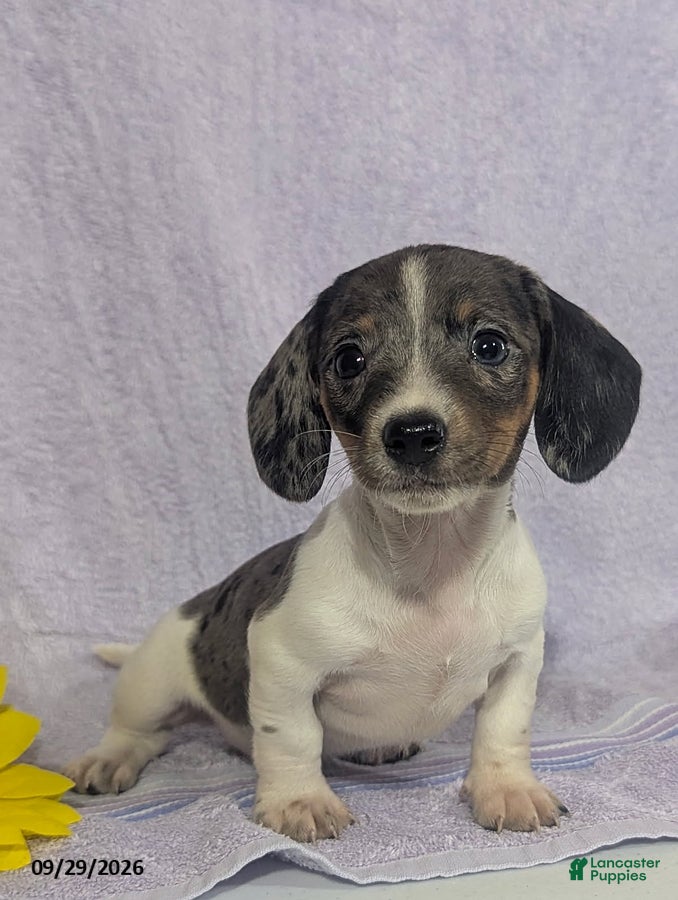 Dachshund