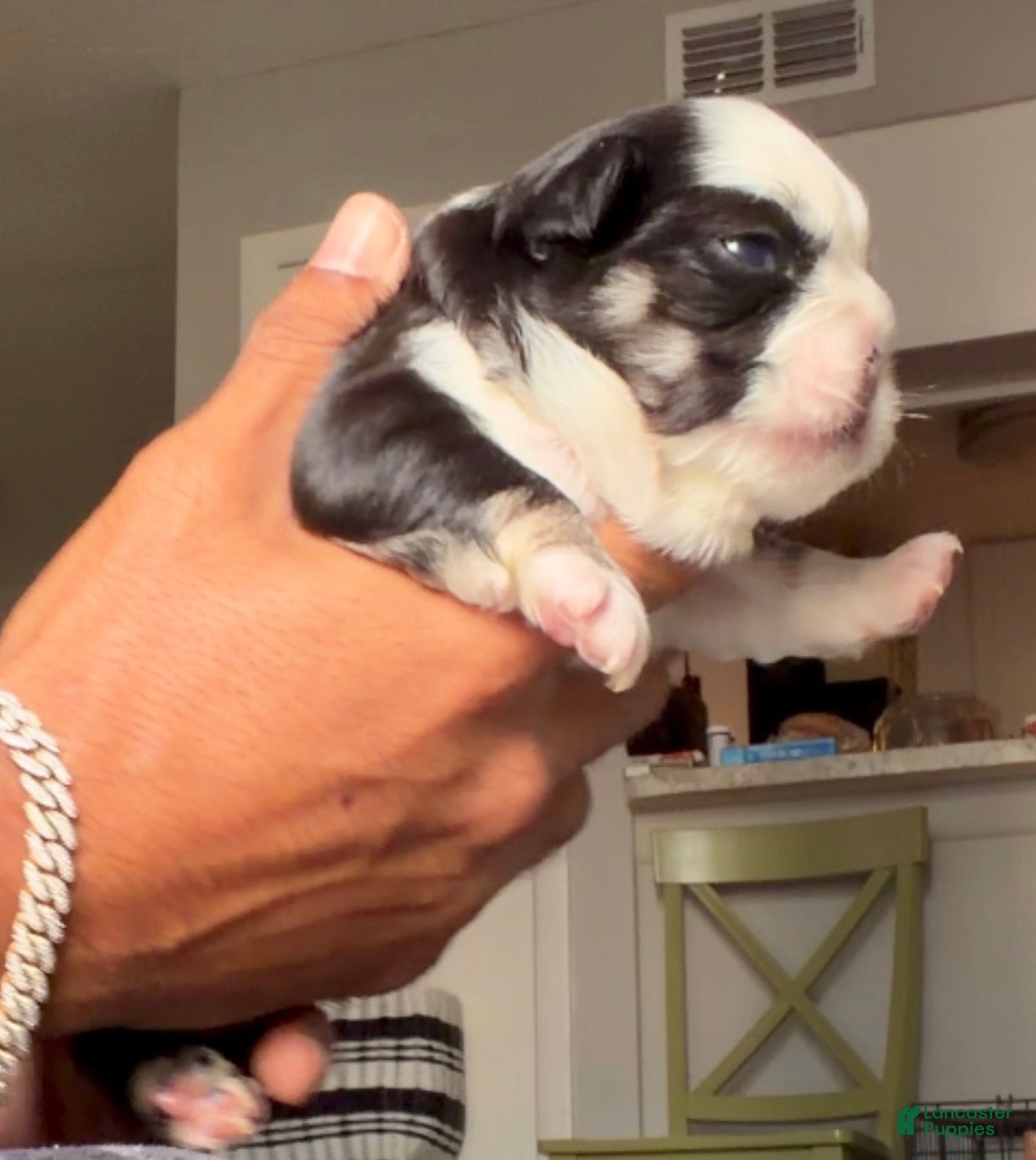 French Bulldog dogs Blu - Ad 1