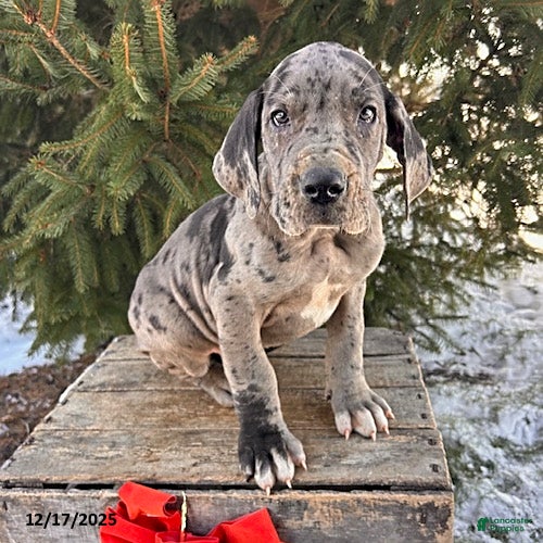 Great Dane dogs Sebastian - Ad 8