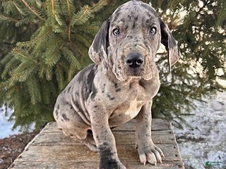 Great Dane dogs Sebastian - Ad 8