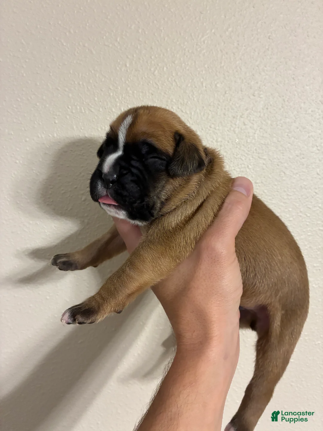 Boxer dogs for sale: Brown Collar - Ad 2