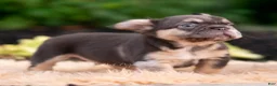 French Bulldog dogs for sale: Baby yoda - Ad 10