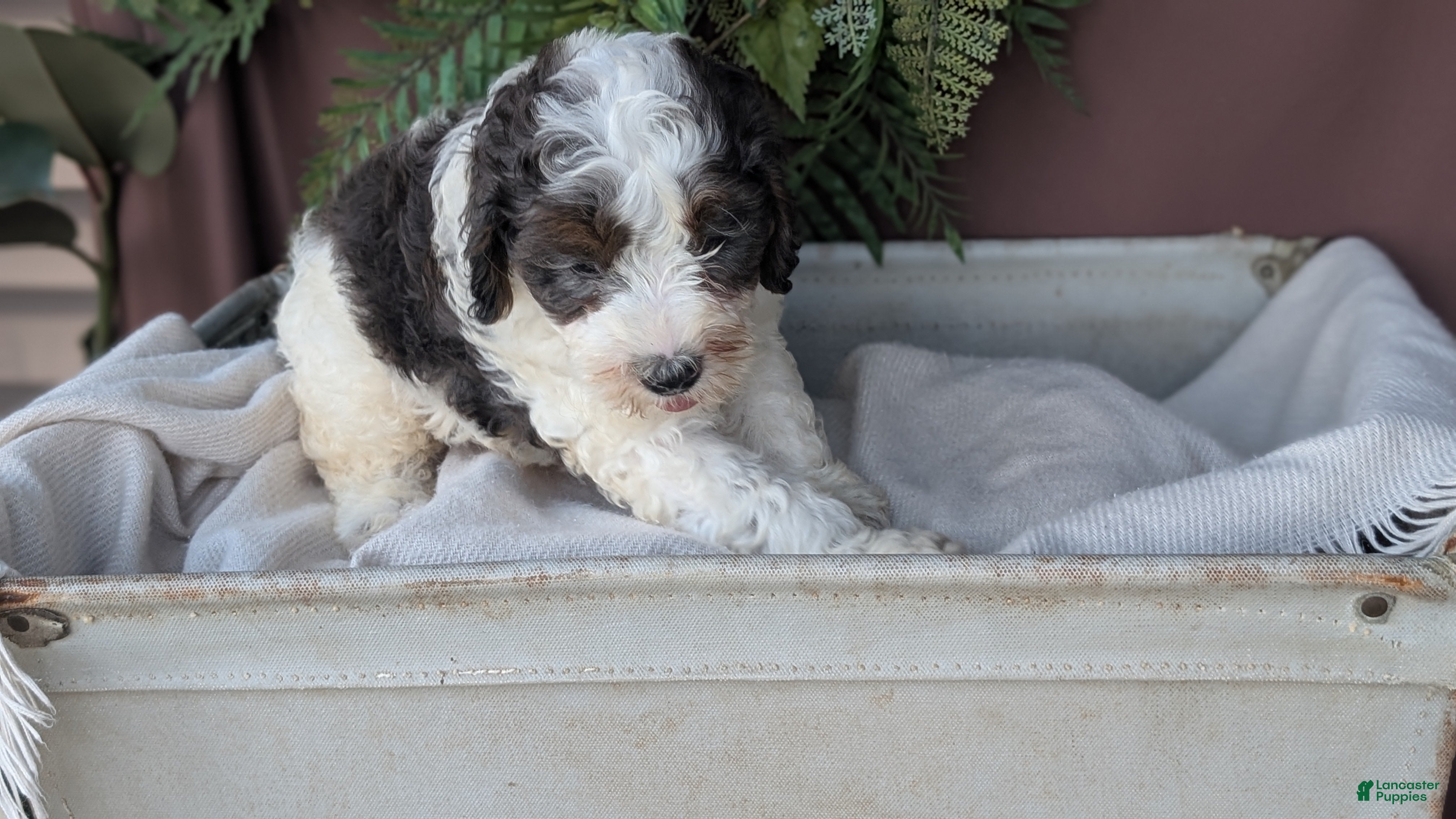 Cockapoo dogs Heath - Ad 2