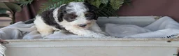 Cockapoo dogs for sale: Heath - Ad 2