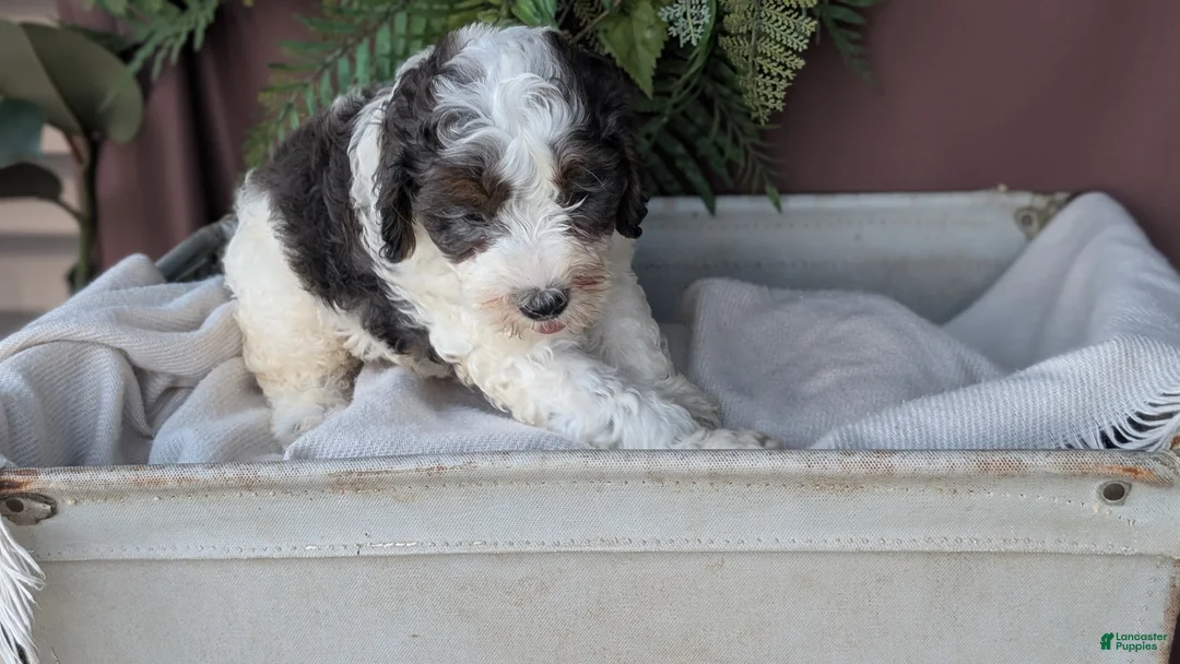 Cockapoo dogs for sale: Heath - Ad 2