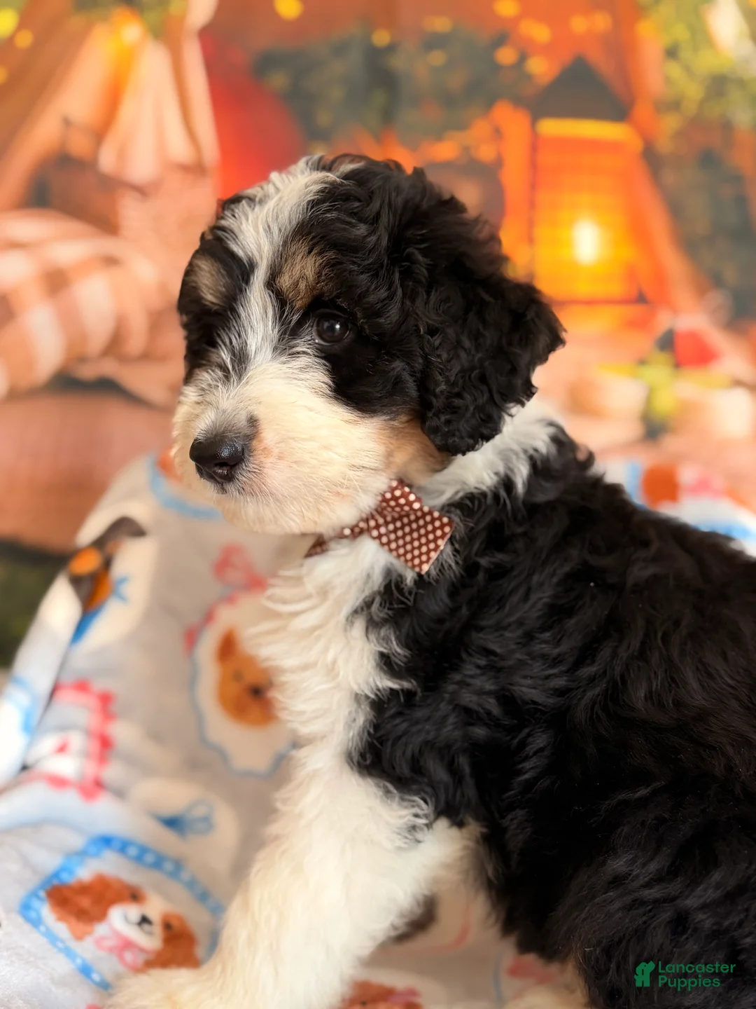 Aussiedoodle dogs for sale: Tuxedo - Ad 1