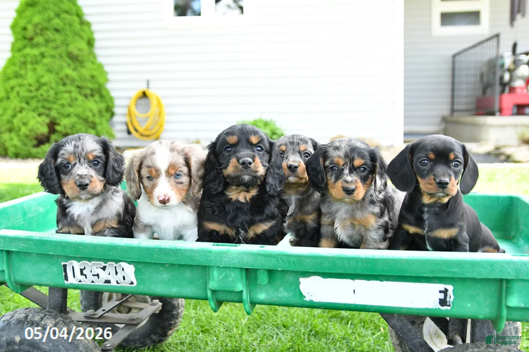 Mixed Breed dogs for sale: Bear - Ad 3