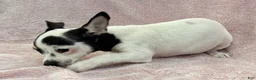 Chihuahua dogs for sale: Flower - Ad 2