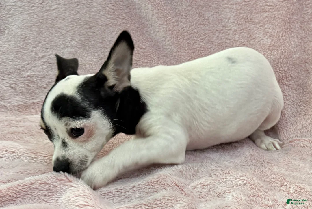 Chihuahua dogs for sale: Flower - Ad 2