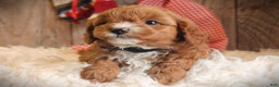 Cavapoo dogs for sale: Taco - Ad 2