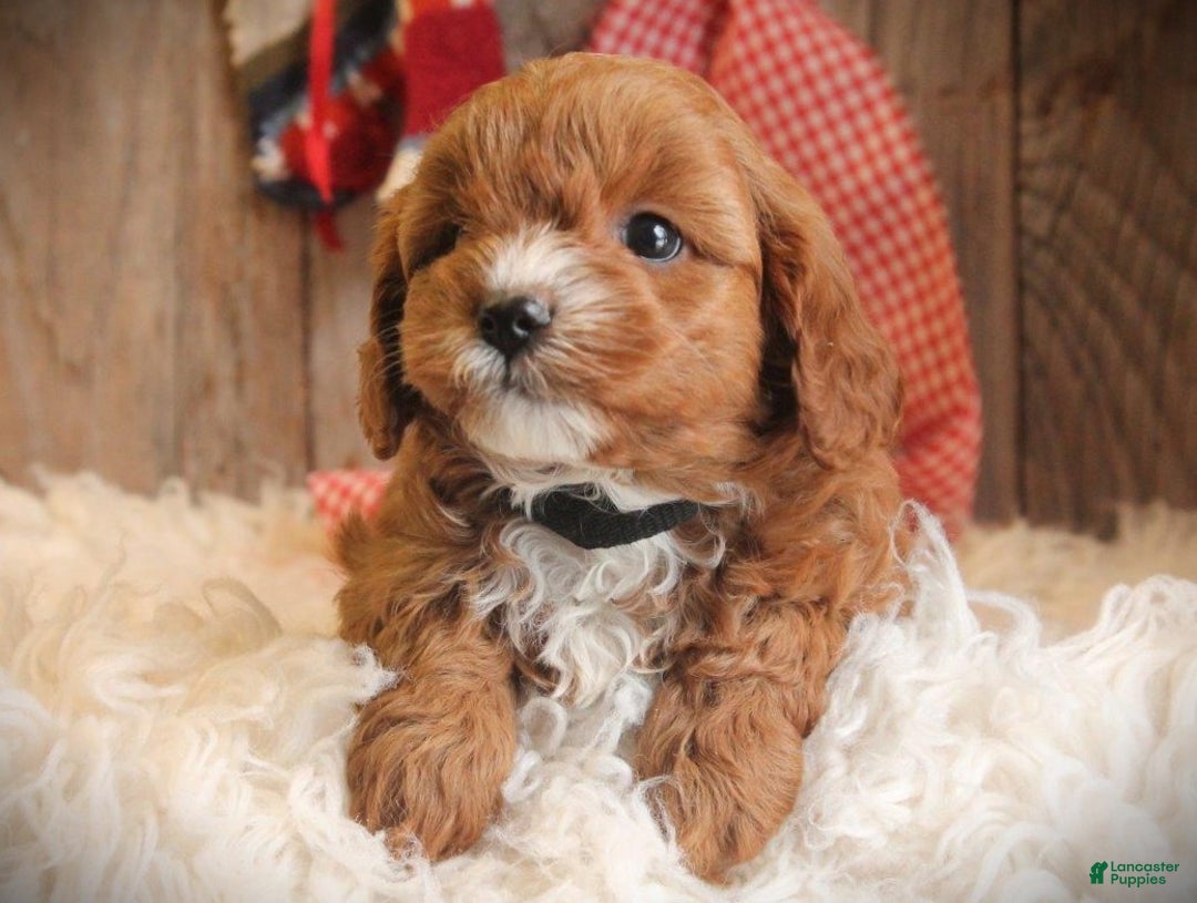 Cavapoo dogs for sale: Taco - Ad 2