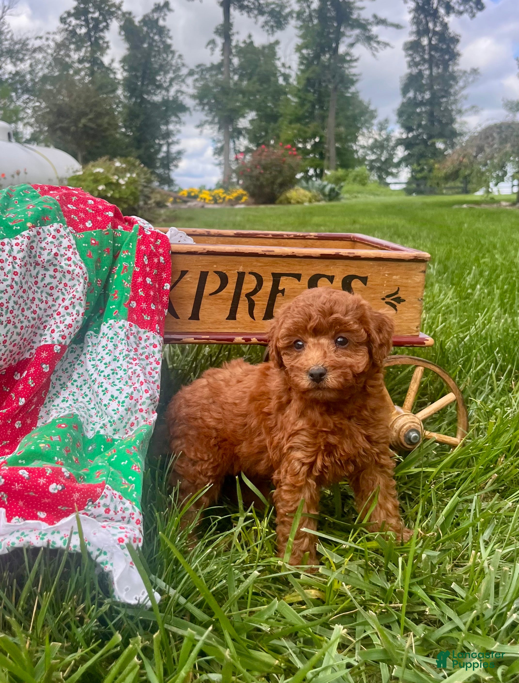 Miniature Poodle dogs Suzette❤️AKC Genetic Tested - Ad 1