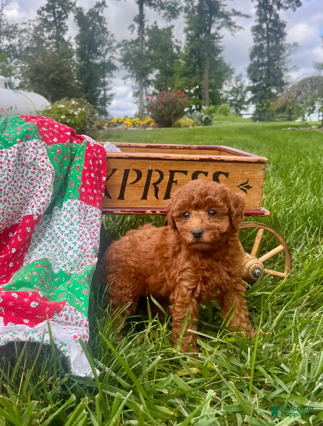 Miniature Poodle dogs for sale: Suzette❤️AKC Genetic Tested - Ad 1