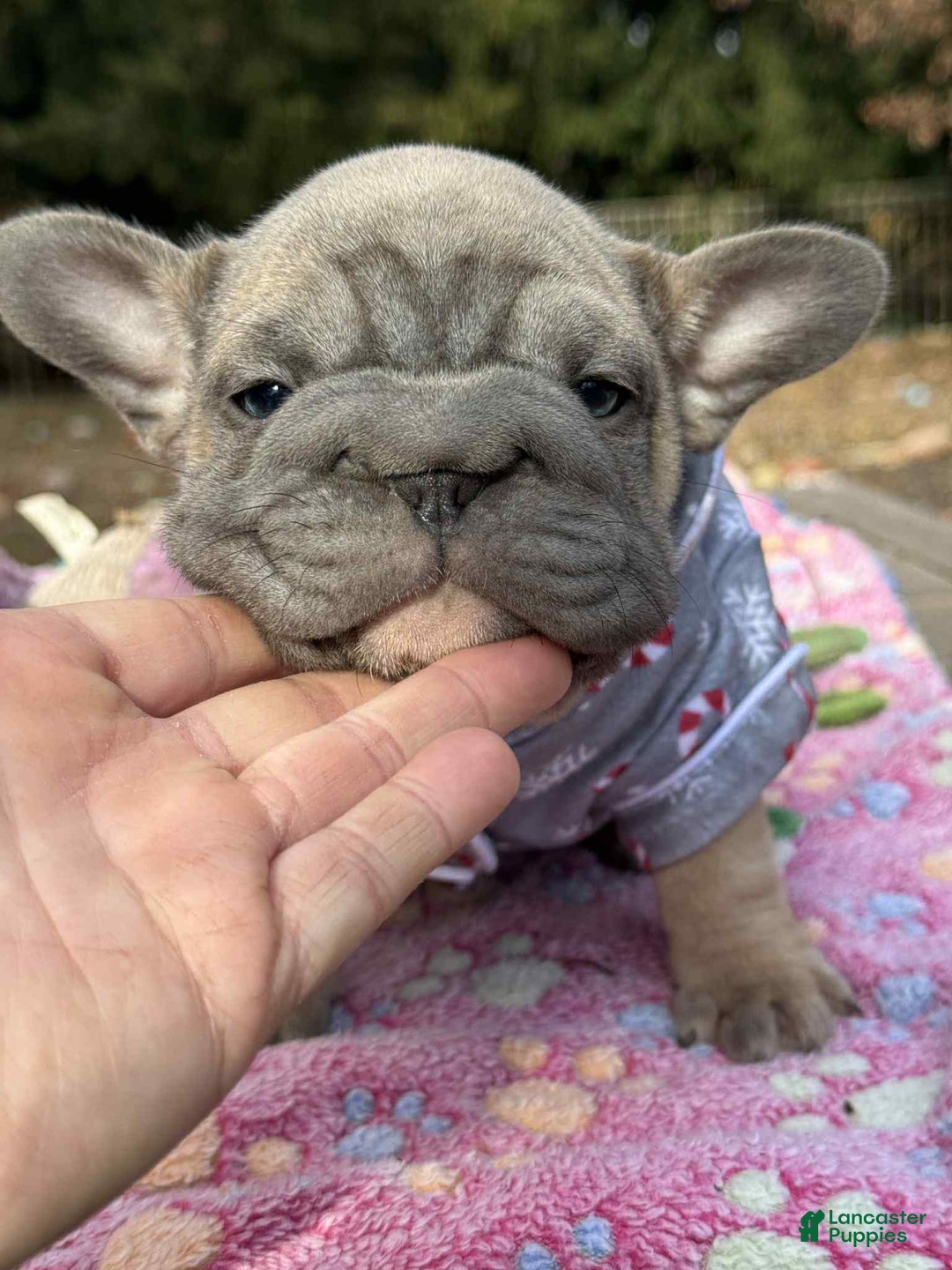 French Bulldog dogs for sale: Plum  - Ad 2