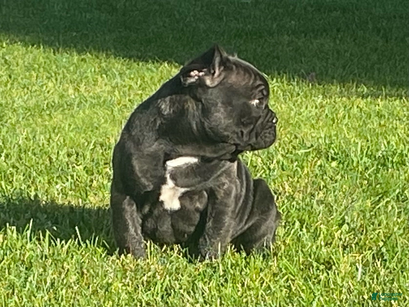 French Bulldog dogs Dallas - Ad 2