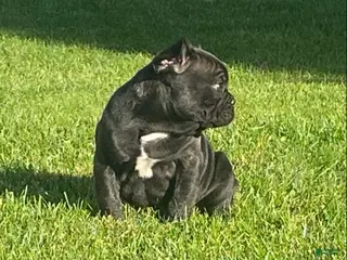 French Bulldog dogs Dallas - Ad 2