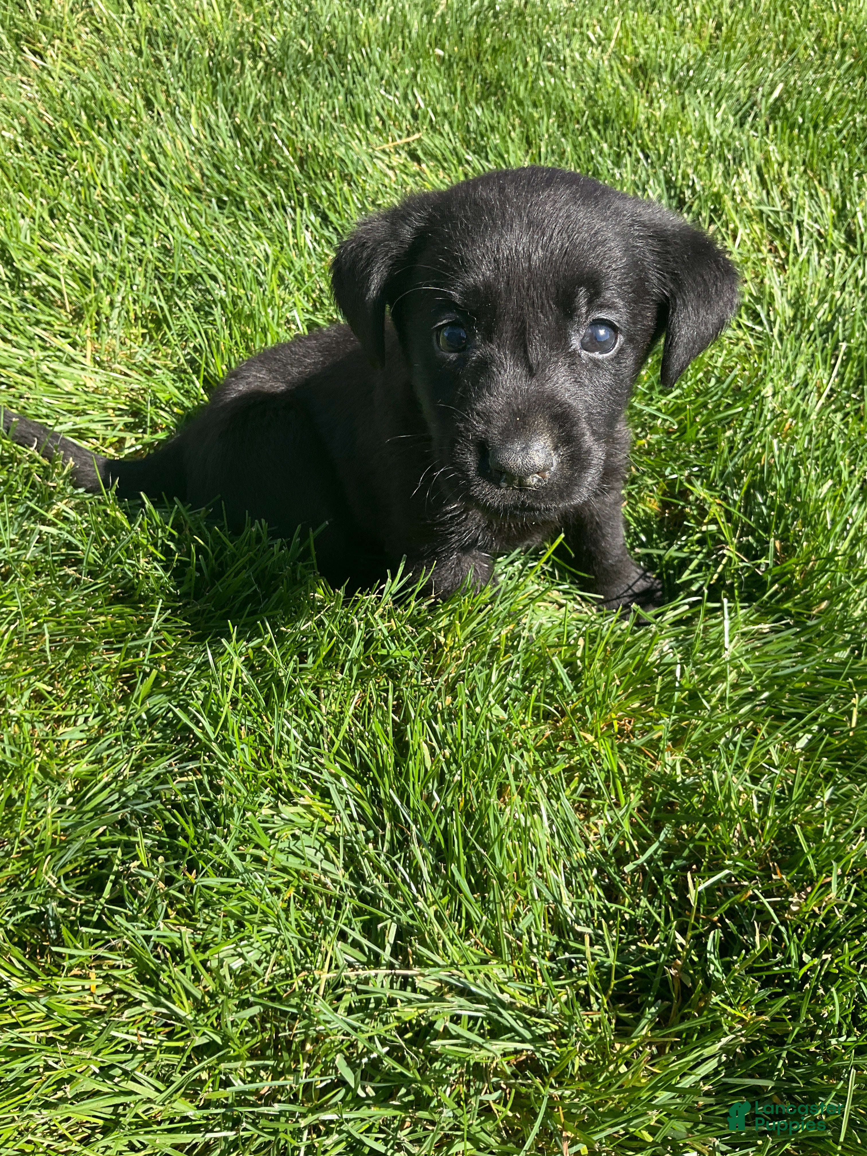Labrador Retriever dogs Topper - Ad 1