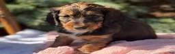 Miniature Dachshund dogs for sale: Haven  - Ad 10