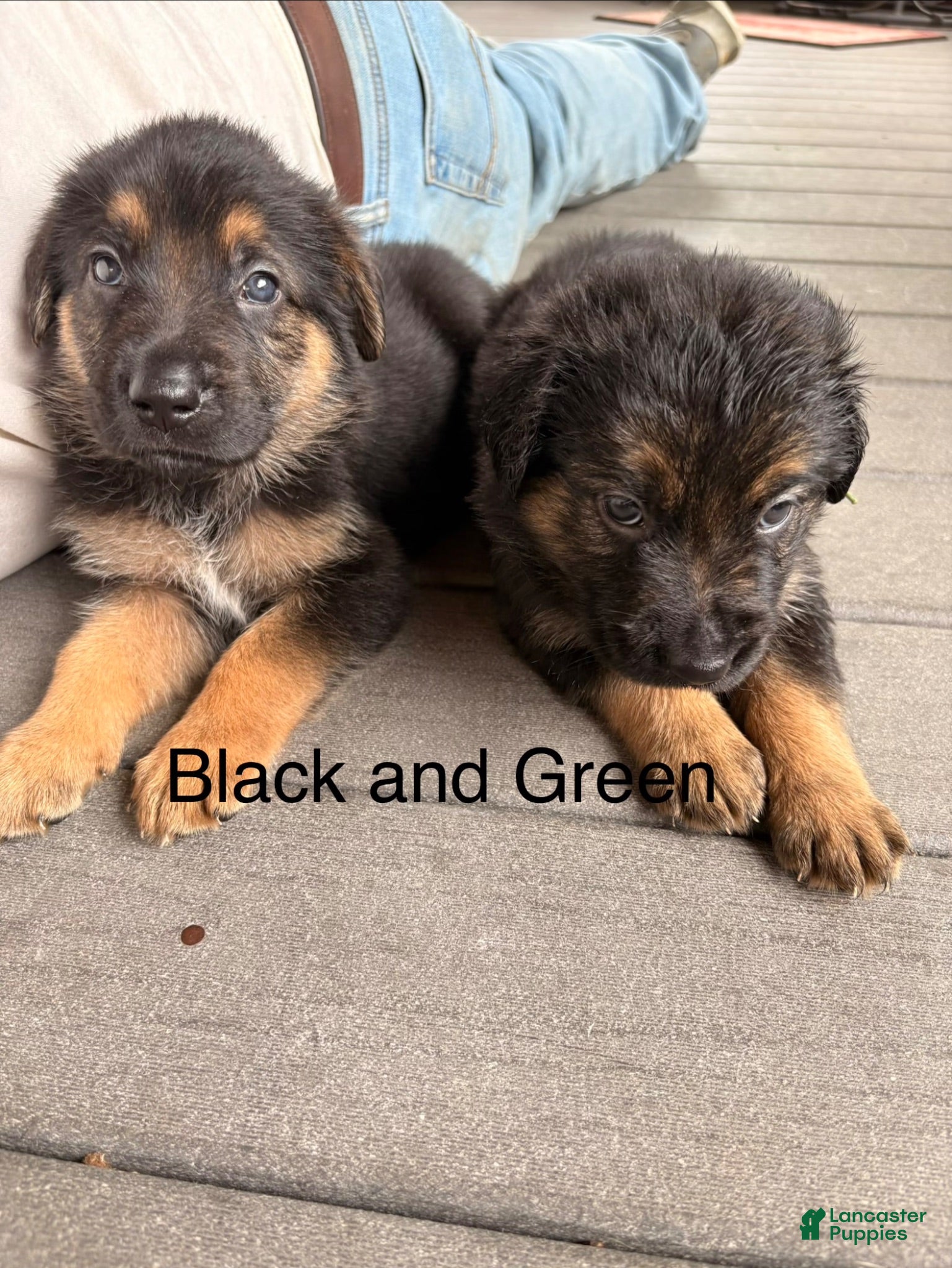 Golden Shepherd dogs Golden Shepherd 6 - Ad 15