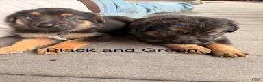 Golden Shepherd 6