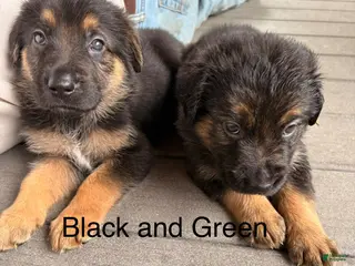 Golden Shepherd dogs Golden Shepherd 6 - Ad 15
