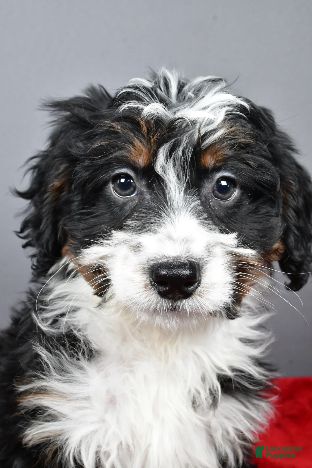 Mini Bernedoodle dogs for sale: Emily - Ad 6