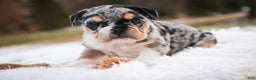 English Bulldog dogs for sale: Glitter - Ad 3