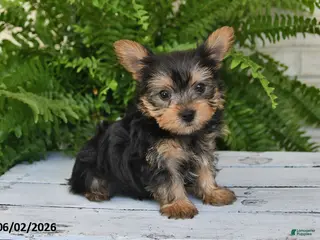 Yorkshire Terrier dogs for sale: Biscuit - Ad 3