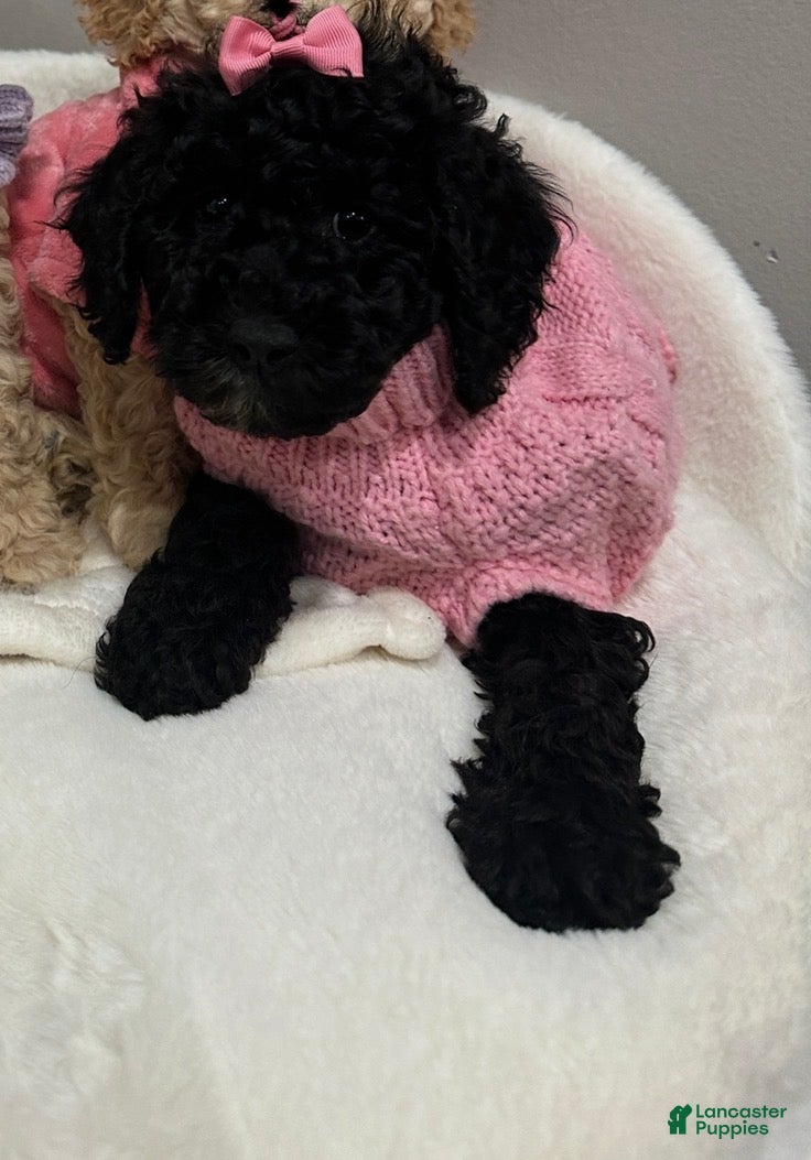 Miniature Poodle dogs Miniature Poodle Buttercup - Ad 2