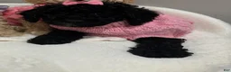 Miniature Poodle dogs for sale: Miniature Poodle Buttercup - Ad 2