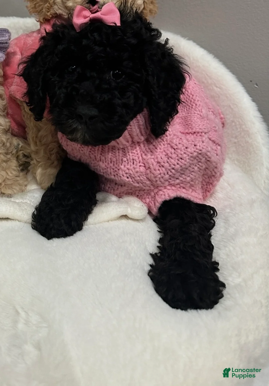 Miniature Poodle dogs for sale: Miniature Poodle Buttercup - Ad 2